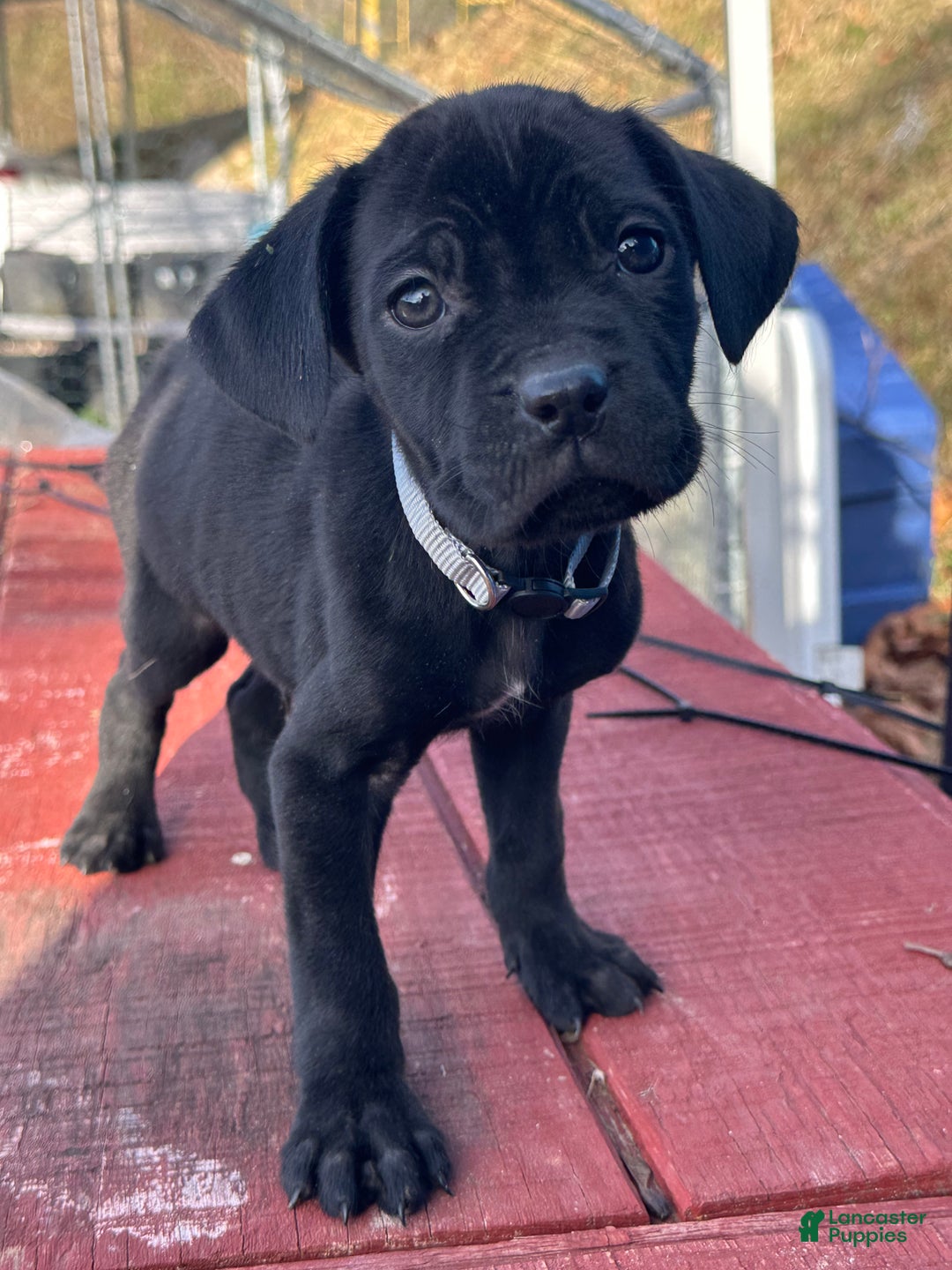 Cane Corso dogs for sale: Amir - Ad 1