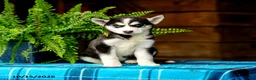 Pomsky dogs for sale: Twila - Ad 6