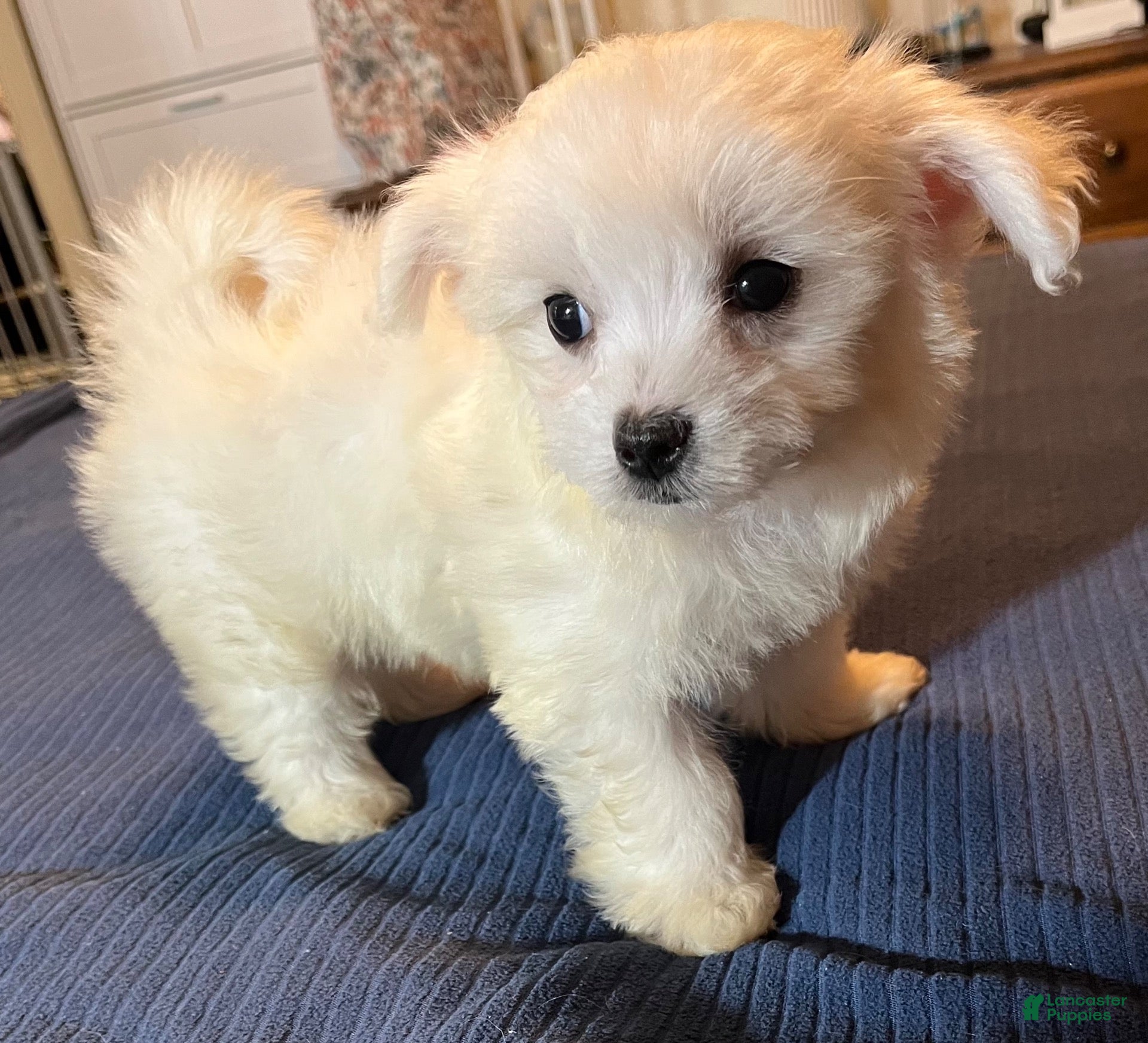 Maltese dogs Maltese 3 - Ad 20