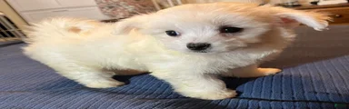 Maltese 3