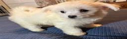 Maltese dogs for sale: Maltese 3 - Ad 1