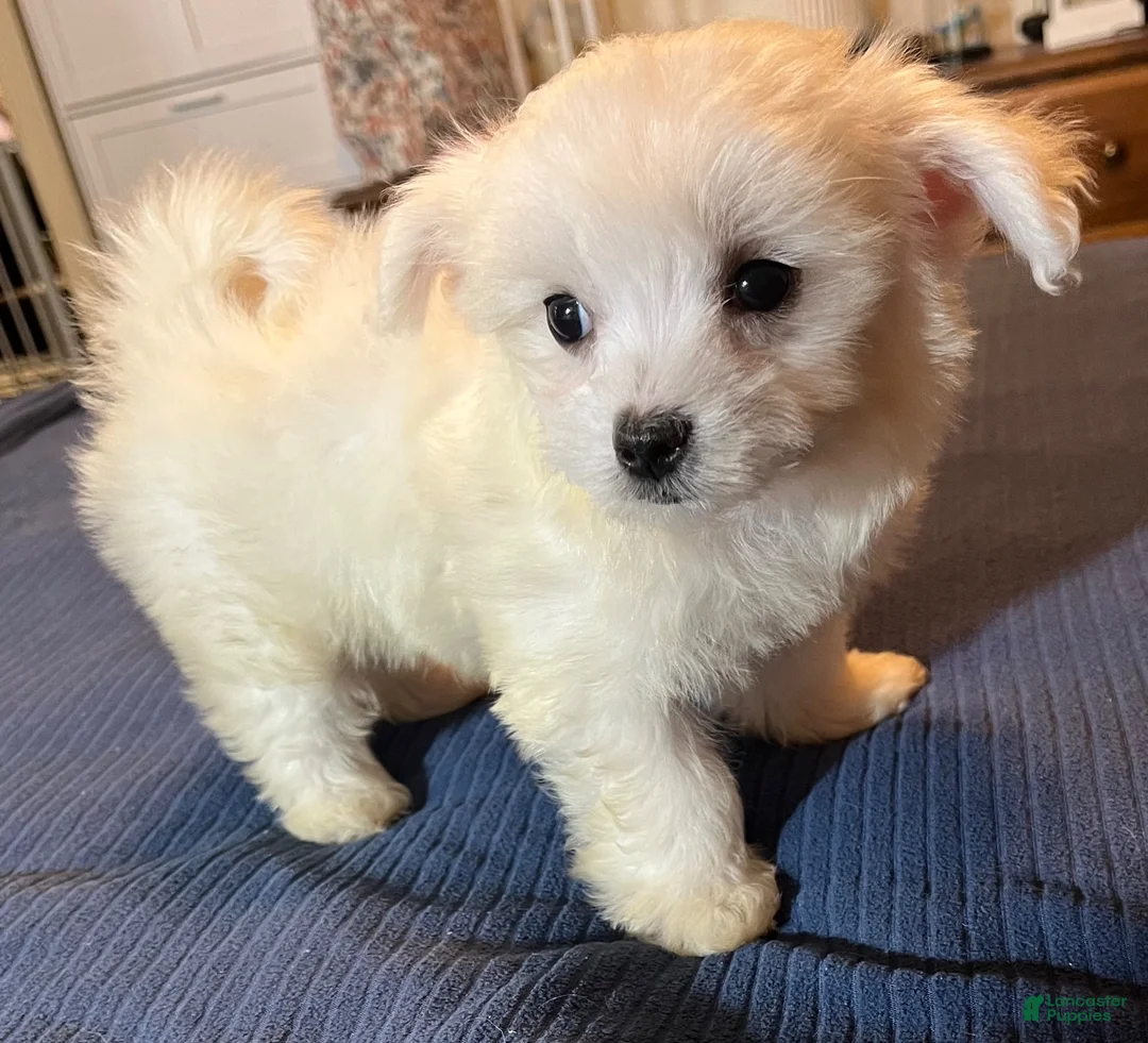 Maltese dogs for sale: Maltese 3 - Ad 1