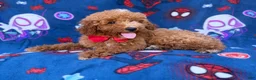 Mini Goldendoodle dogs for sale: Felix  - Ad 3