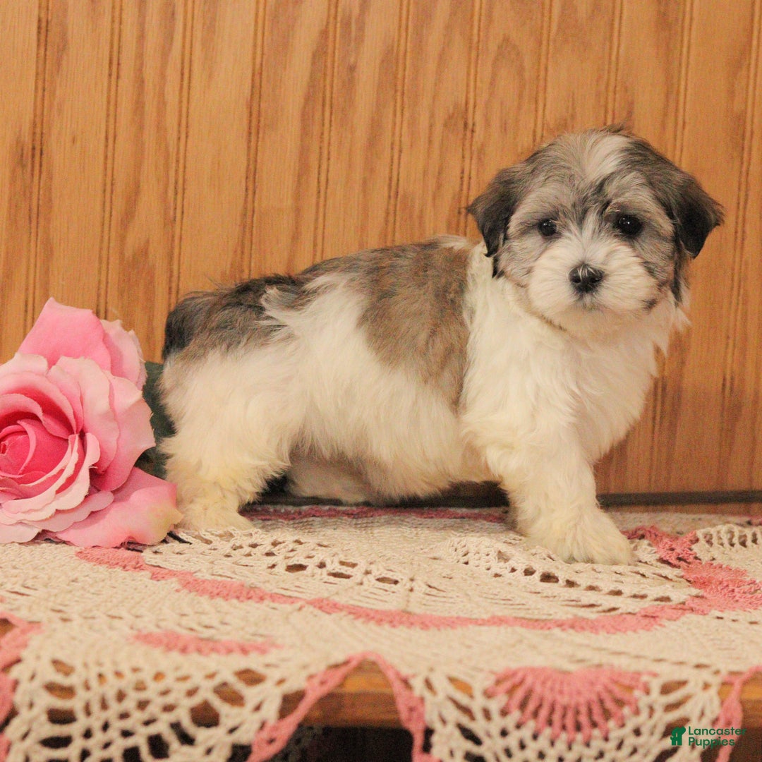 Malshi dogs for sale: Jasmine - Ad 4