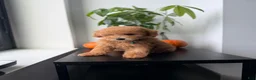 Toy Poodle dogs for sale: Mickey - Ad 3