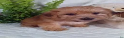 Yochon dogs for sale: Gizmo - Ad 4