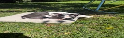 Boston Terrier dogs for sale: Chip - Ad 3