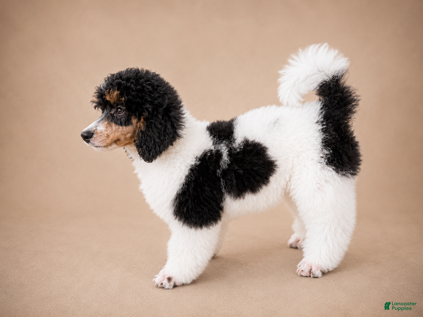 Miniature Poodle dogs Ivy - Ad 1