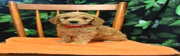 Cockapoo dogs for sale: Sailor  - Ad 4