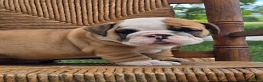 Beau