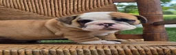 English Bulldog dogs for sale: Beau - Ad 1