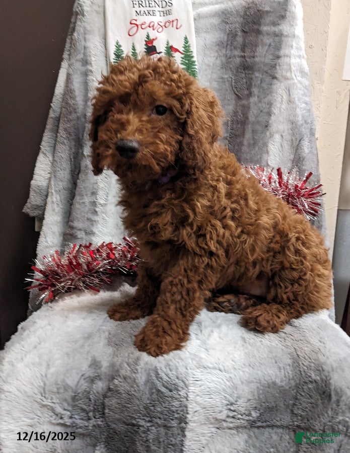 Miniature Poodle dogs Jordan - Ad 15