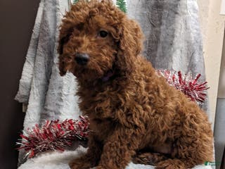 Miniature Poodle dogs Jordan - Ad 28