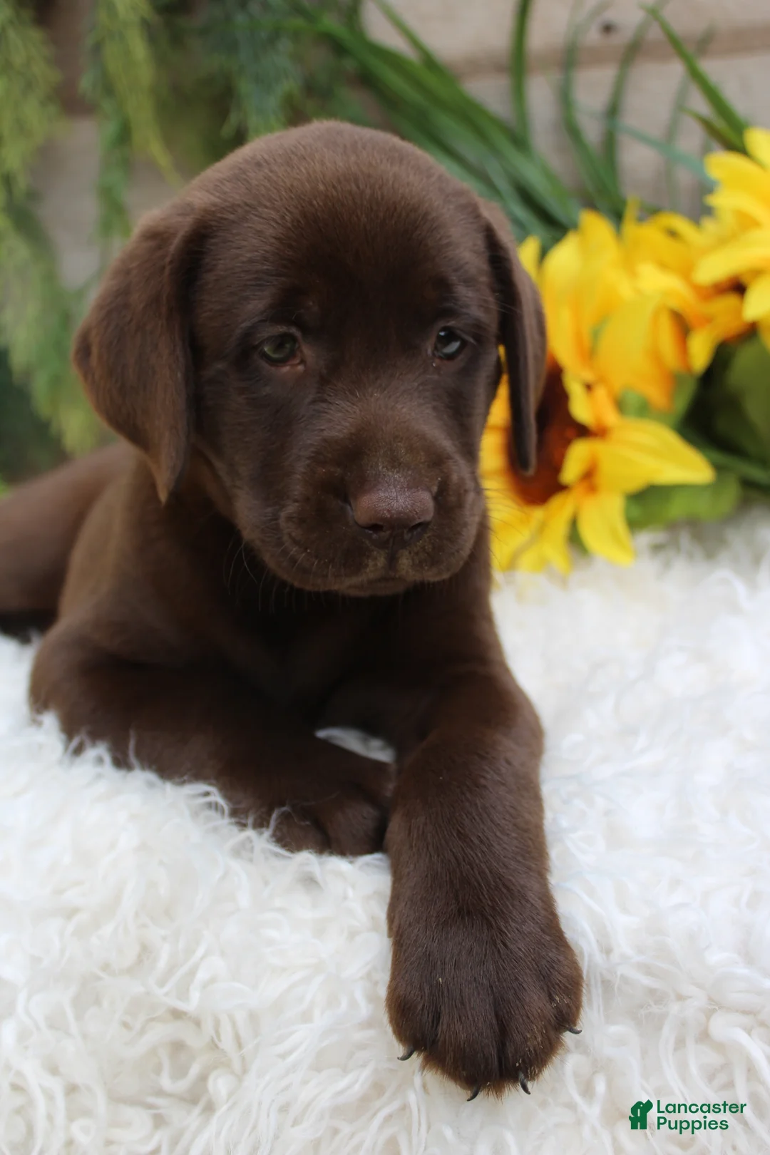 Labrador Retriever dogs for sale: Bella - Ad 1