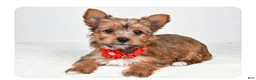 Yorkshire Terrier dogs for sale: Princess - Ad 5