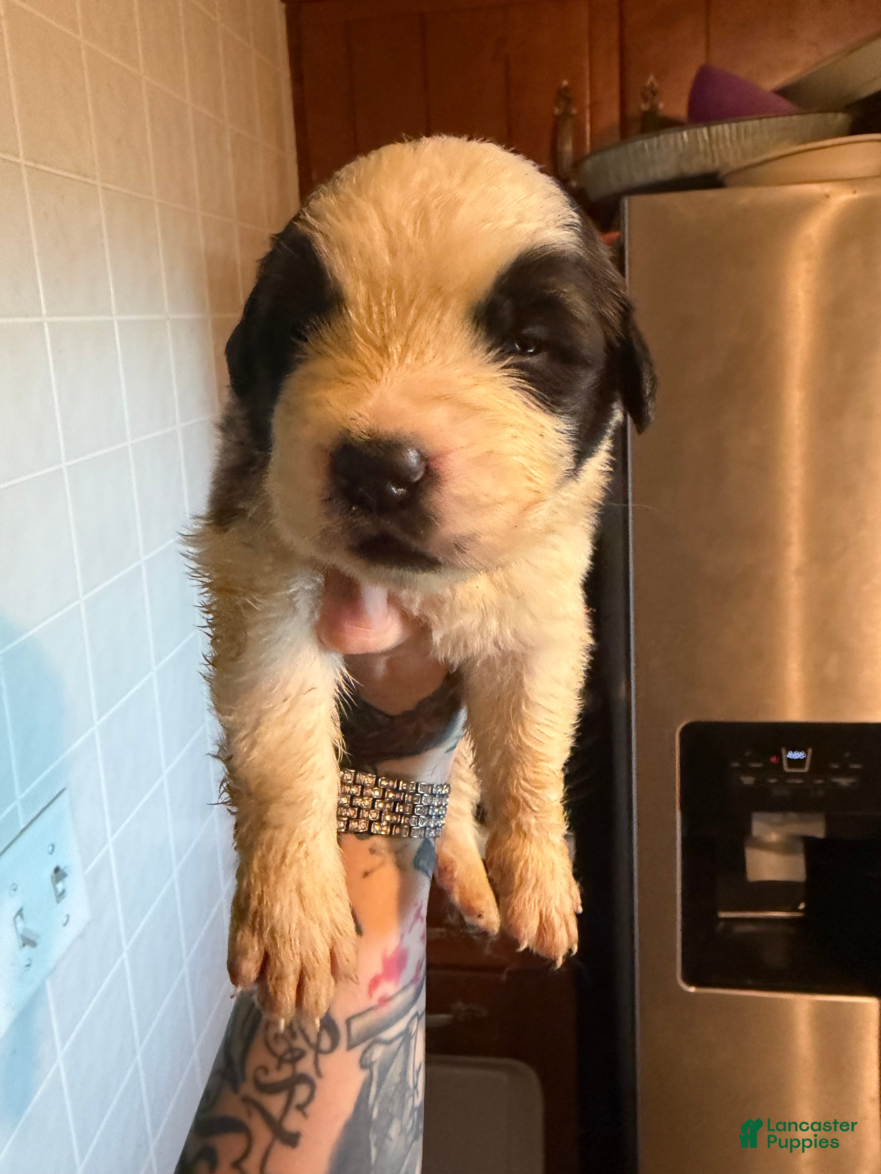 Saint Bernard dogs Girl 4 - Ad 2