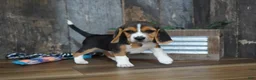 Beagle dogs for sale: Cooper - Ad 2