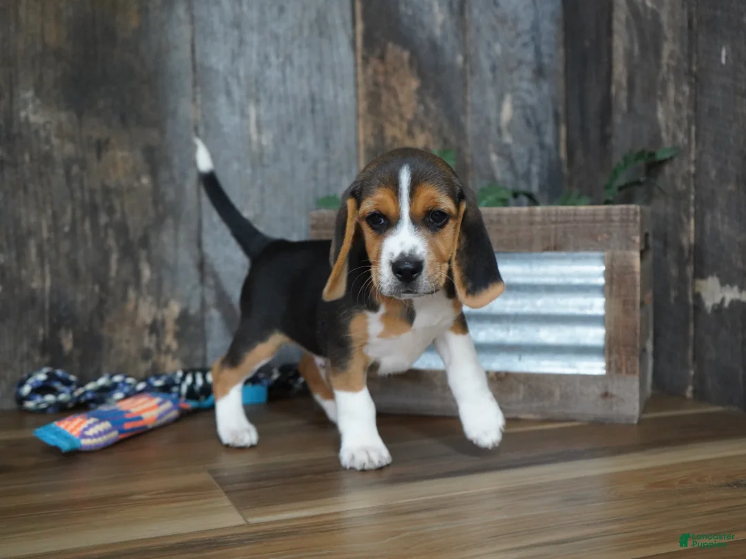 Beagle dogs for sale: Cooper - Ad 2