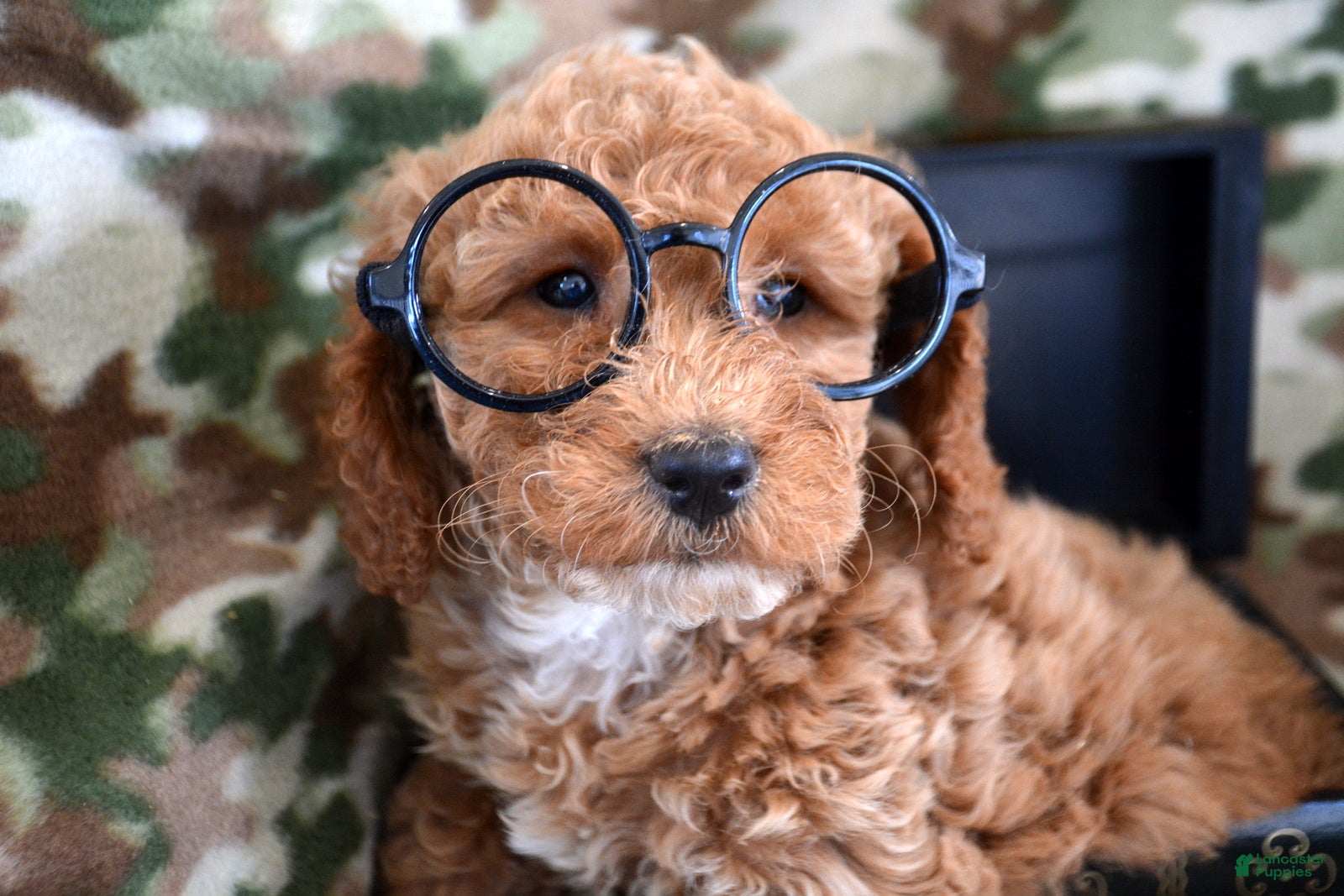 Goldendoodle dogs Mini Goldendoodle Puppy 5 Eva - Ad 25