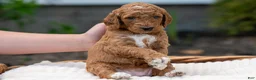 Irish Doodle dogs for sale: Red Collar - “Holly” - Ad 2