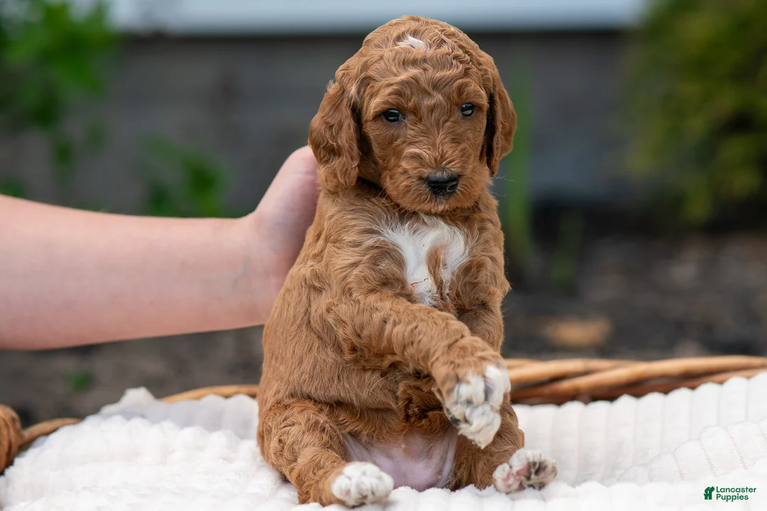 Irish Doodle dogs for sale: Red Collar - “Holly” - Ad 2