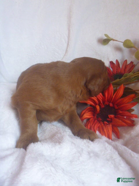 Mixed Breed dogs Rocky - Ad 11