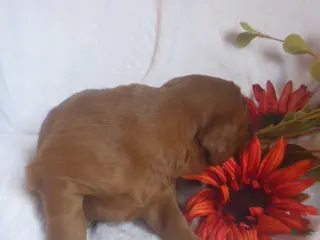 Mixed Breed dogs Rocky - Ad 11