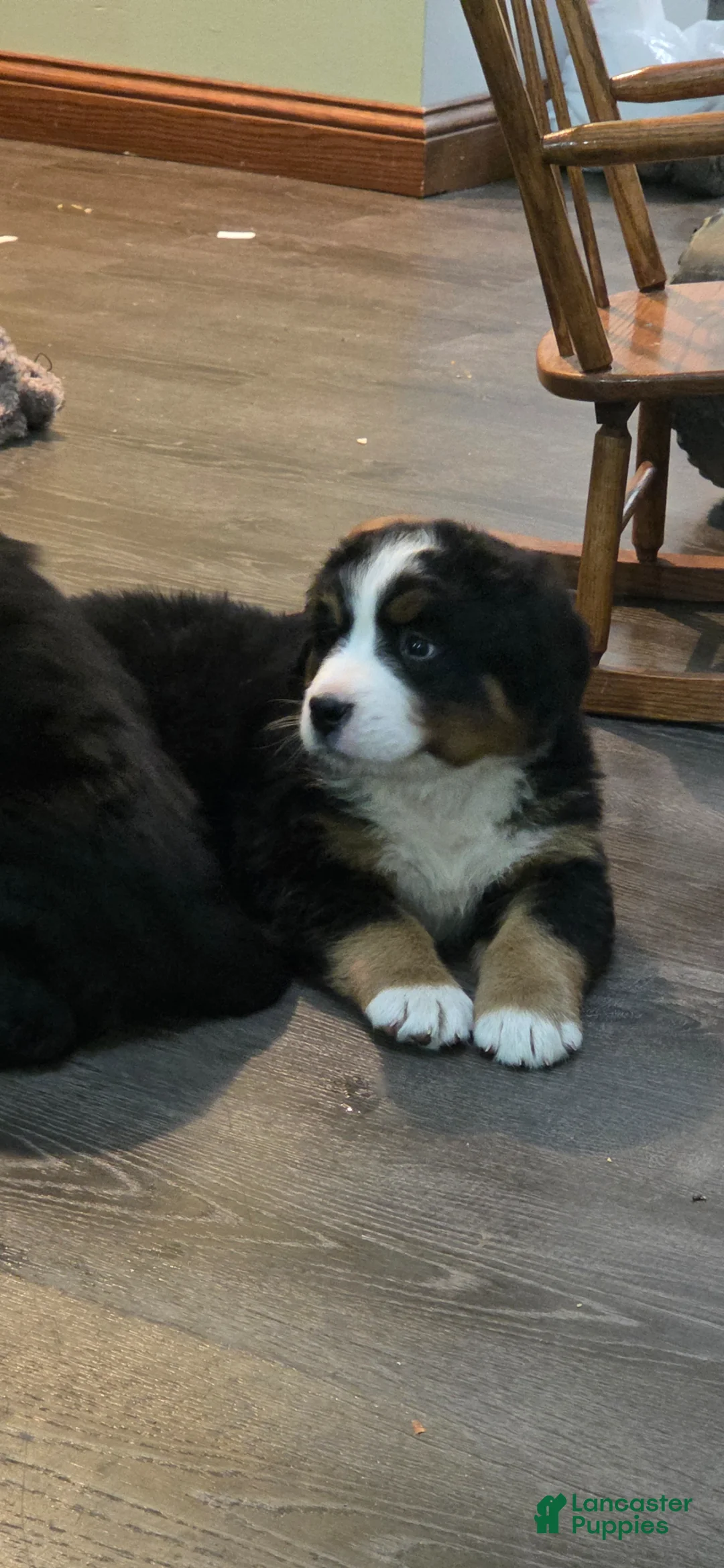 Bernese Mountain Dog dogs for sale: Bernese Mountain Dog Puppy 3 - Ad 2