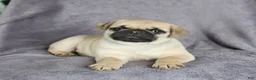 Pug dogs for sale: Fido - Ad 3