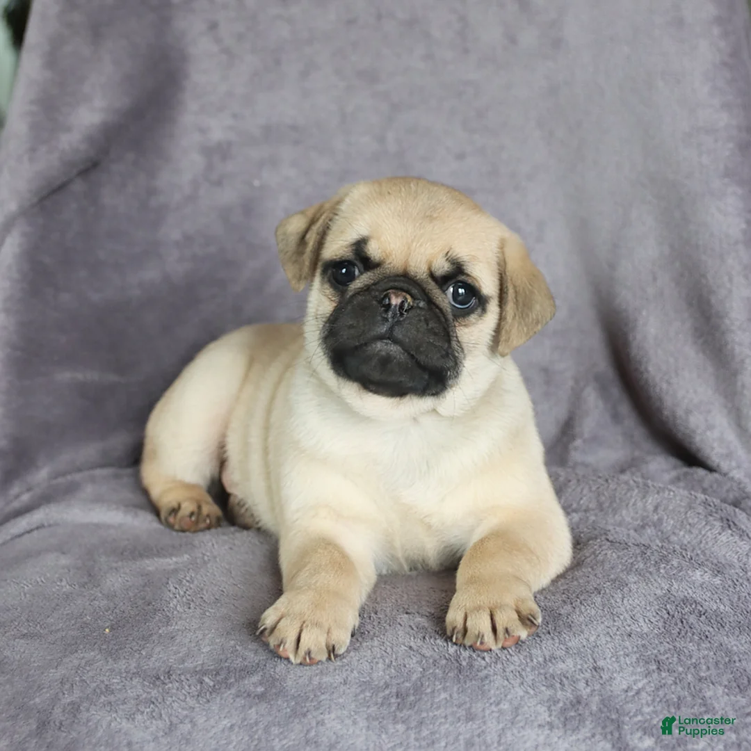 Pug dogs for sale: Fido - Ad 3