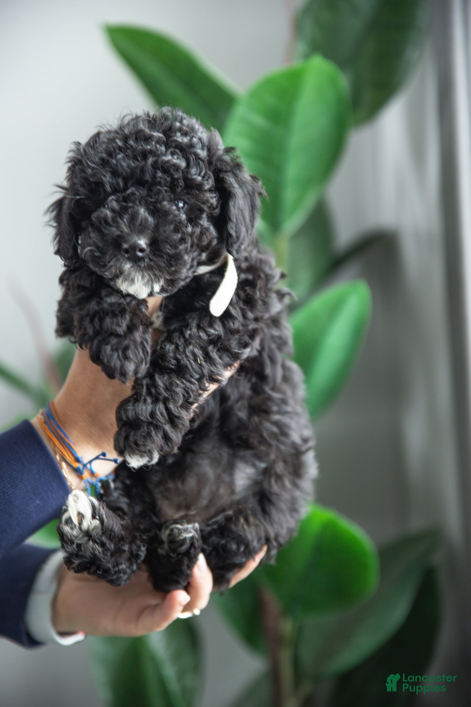 Cockapoo dogs Lucy - Ad 1