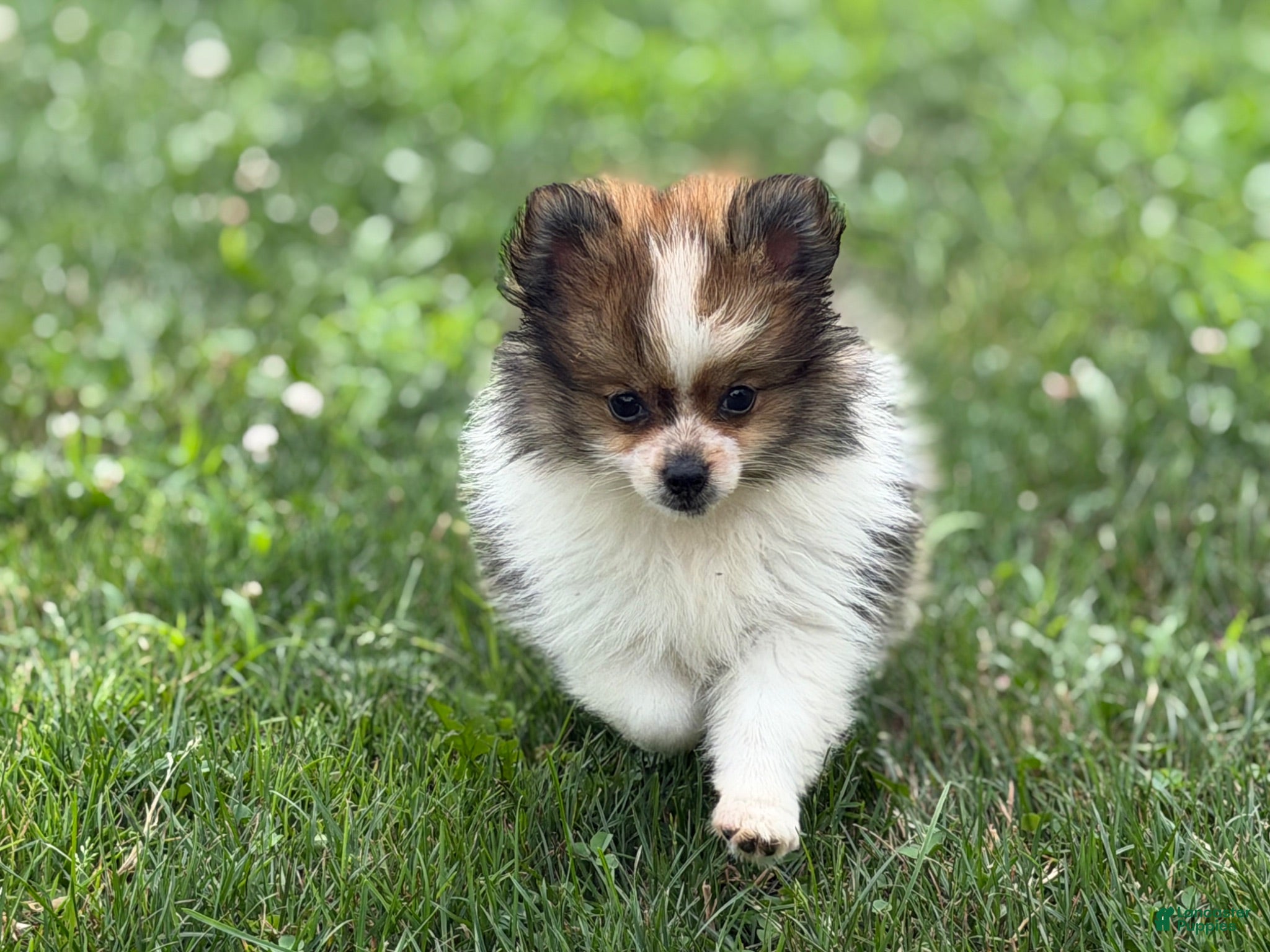 Pomeranian dogs ACA Minnie  - Ad 1