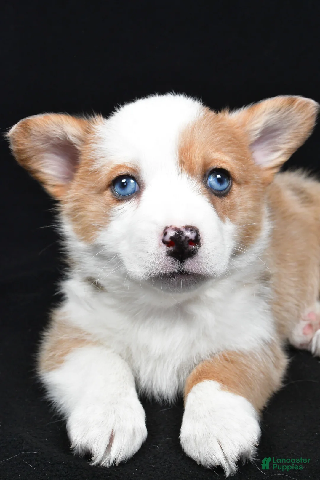 Welsh Corgi Pembroke dogs for sale: Chloe - Ad 3