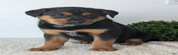 Mixed Breed dogs for sale: Luna - Ad 8