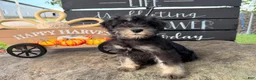 Miniature Schnauzer dogs for sale: Tiffany Miniature Schnauzer  - Ad 16