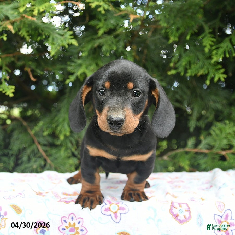 Miniature Dachshund dogs Ludwig  - Ad 2