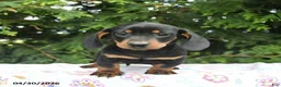 Miniature Dachshund dogs for sale: Ludwig  - Ad 2