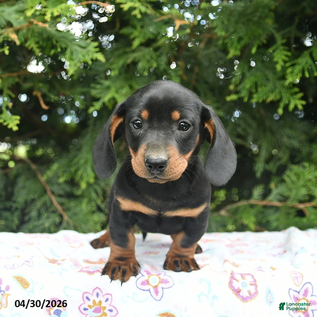 Miniature Dachshund dogs for sale: Ludwig  - Ad 2
