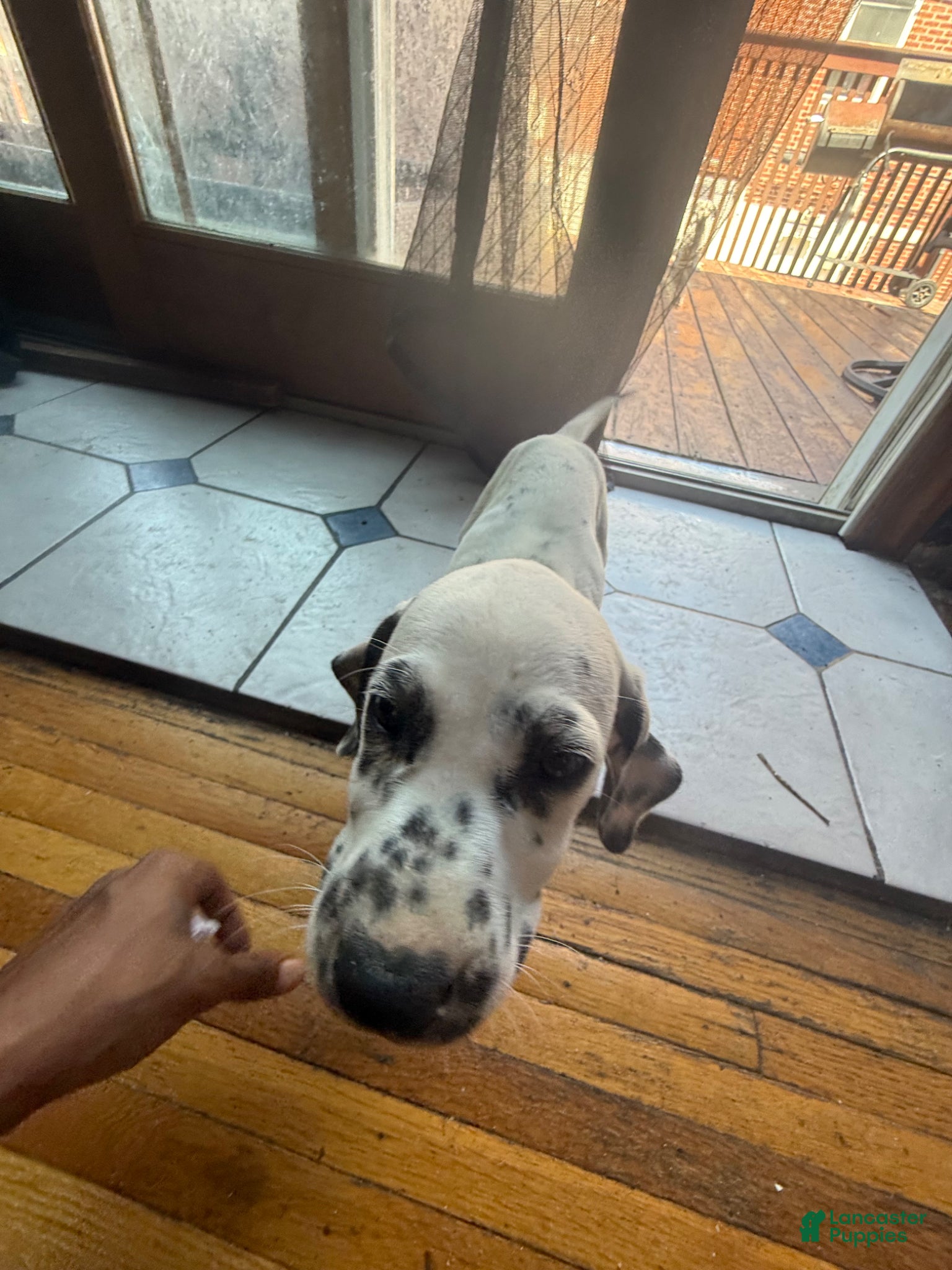Dalmatian dogs Salt - Ad 2