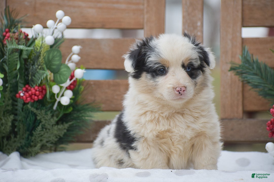 Welsh Corgi Pembroke dogs for sale: Maffin - Ad 5