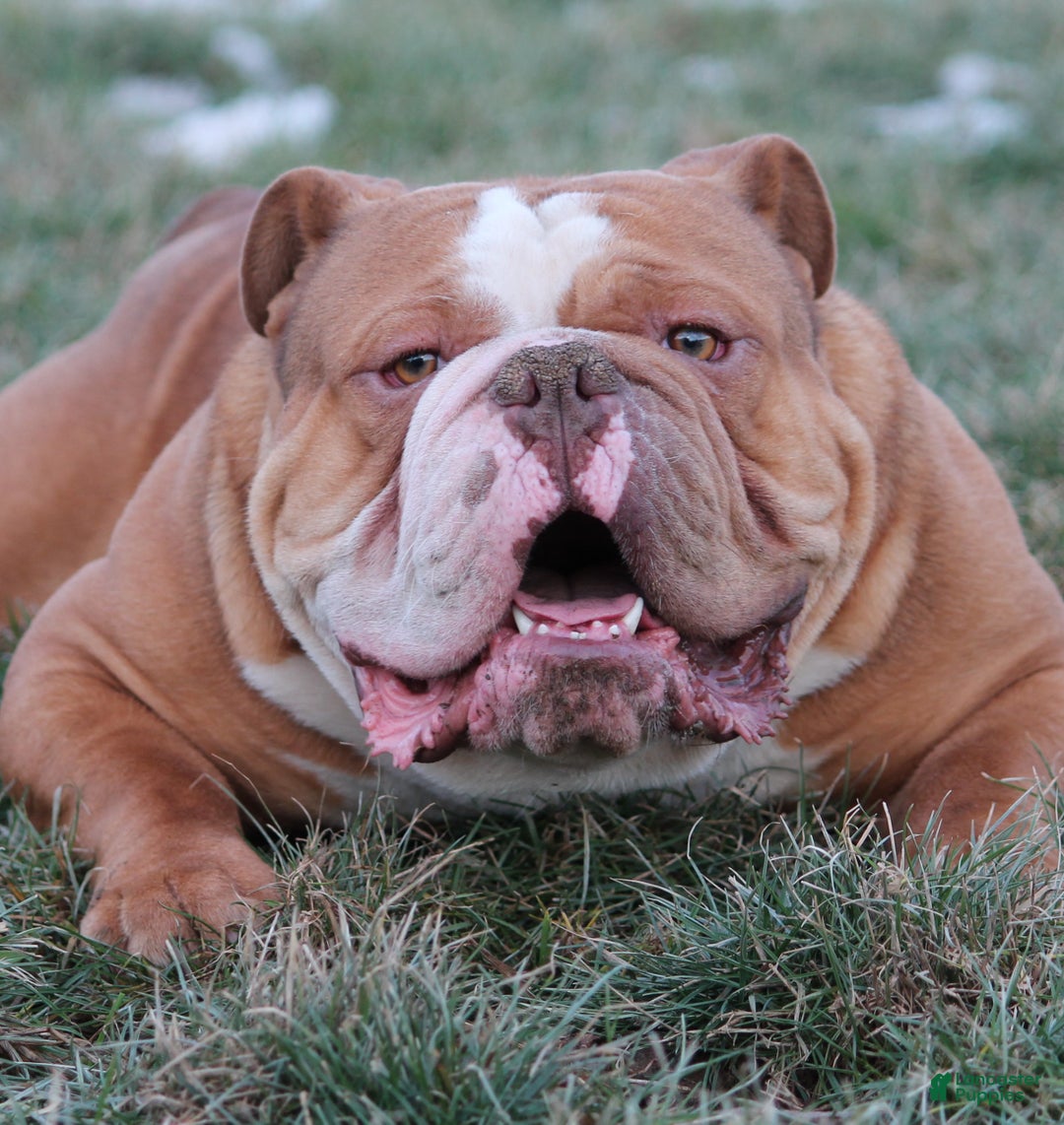 Olde English Bulldogge dogs for sale: Bluegates BOSS HOGG - Ad 8