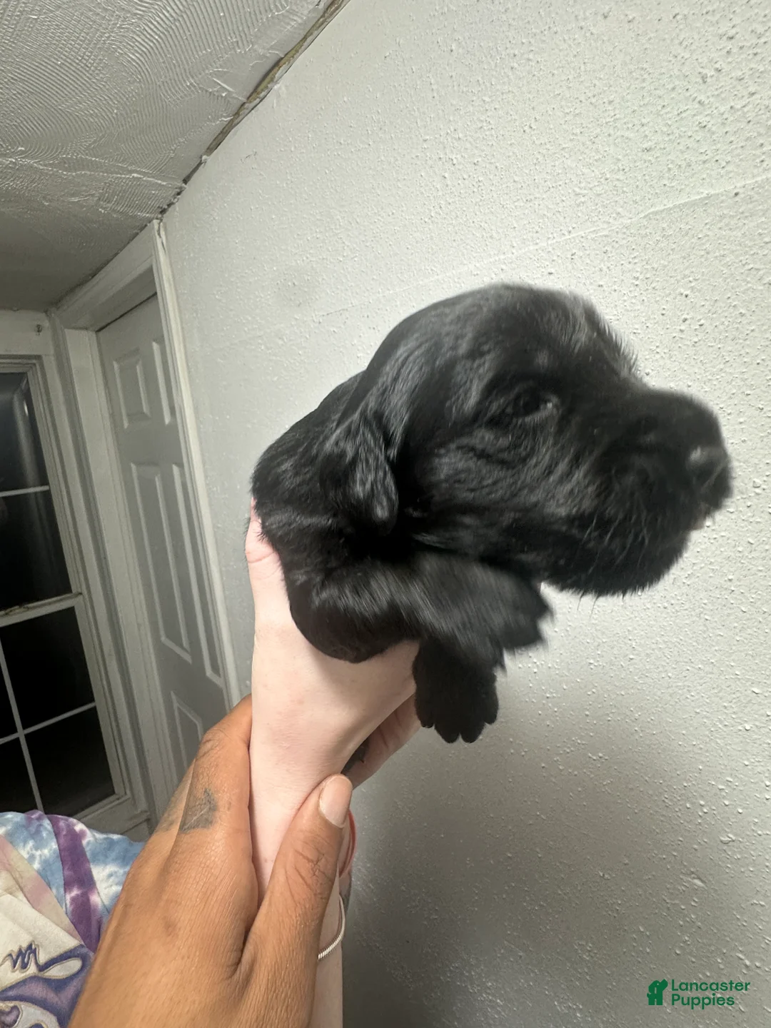 Mixed Breed dogs for sale: Mixed Breed 2 - Ad 1