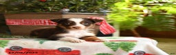 Australian Shepherd dogs for sale: Asher - Ad 3
