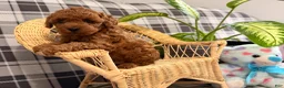 Toy Poodle dogs for sale: Ruby - Ad 4