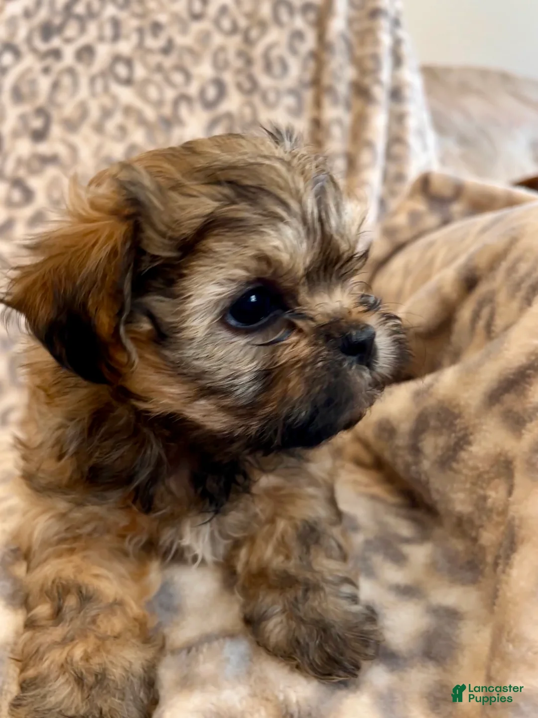 Teddy Bear dogs for sale: Teddy Bear Miley - Ad 3