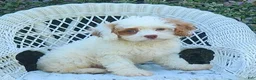 Cavapoo dogs for sale: Kaya - Ad 3