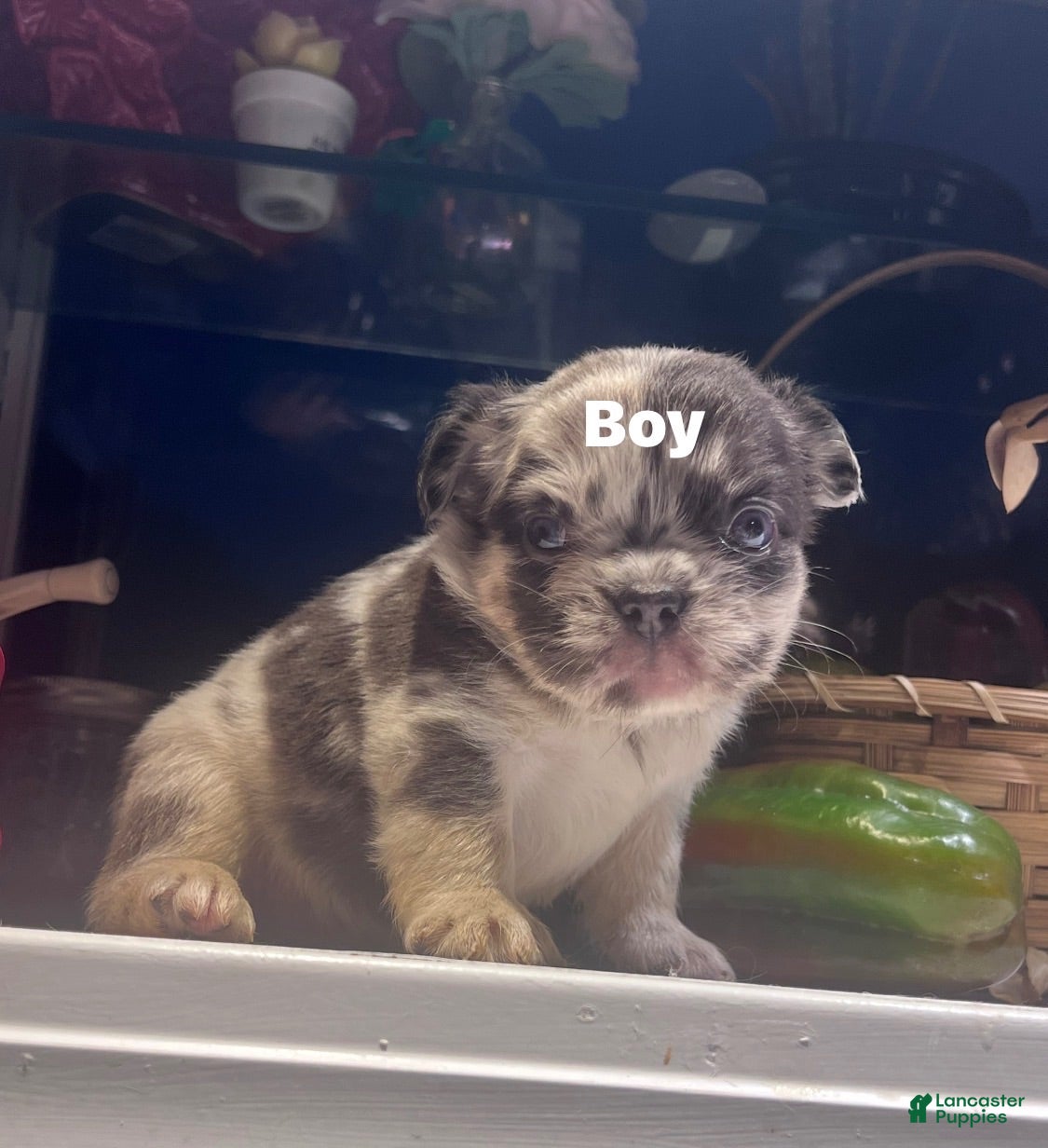 French Bulldog dogs French Bulldog 5 - Ad 30