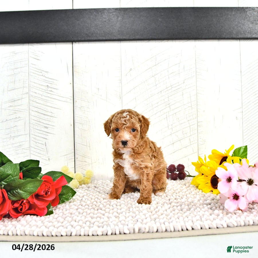 Miniature Poodle dogs Ranae - Ad 1