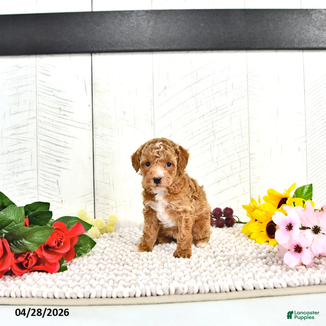 Miniature Poodle dogs for sale: Ranae - Ad 1