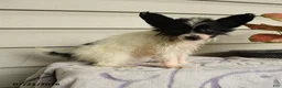 Papillon dogs for sale: Rain - Ad 5